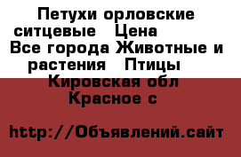 Петухи орловские ситцевые › Цена ­ 1 000 - Все города Животные и растения » Птицы   . Кировская обл.,Красное с.